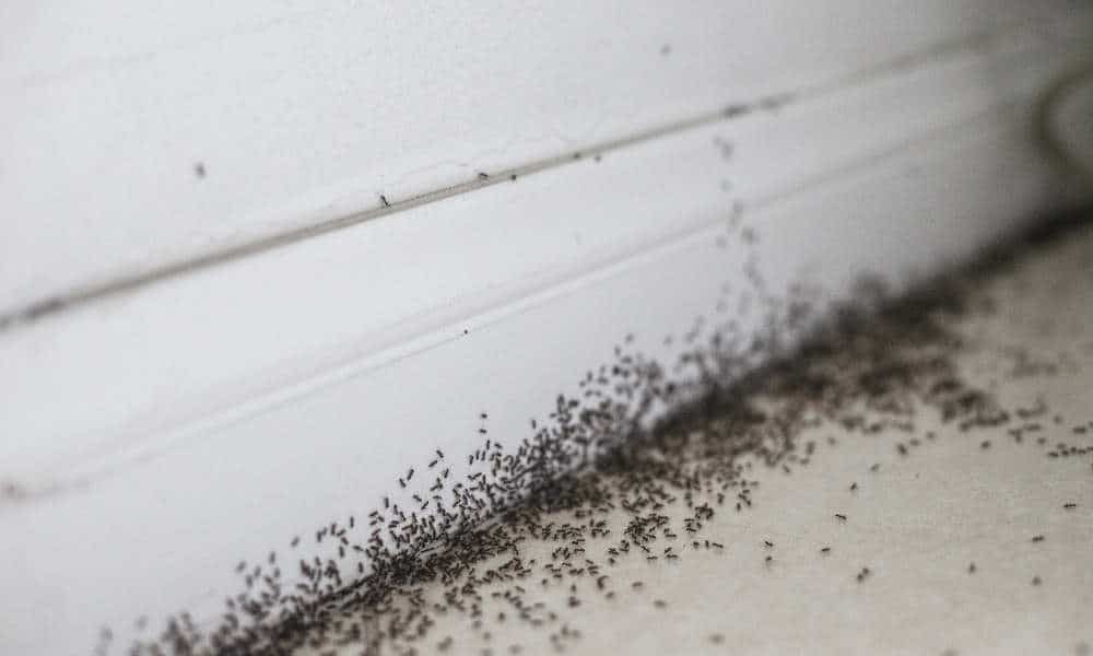 How to Get Rid of Ants in Bedroom